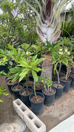 Plumeria plants
