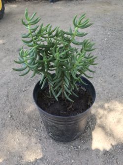 Pine tree succulent