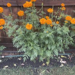 Flor De  Cempasúchil