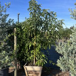 Avocado Tree