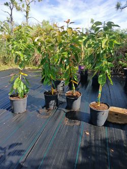 Super Hass Avocado Trees 4 Ft Tall 
