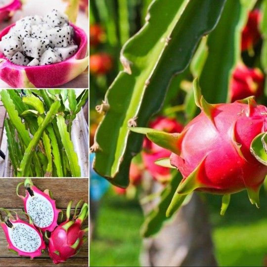 Dragon Fruit Tree Succulent Cuttings 🌵🌿
