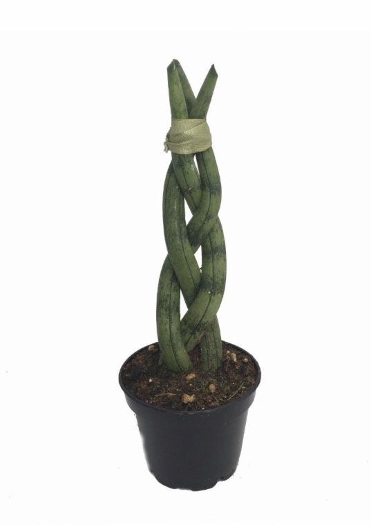 Braided Sansevieria