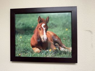 Horse picture