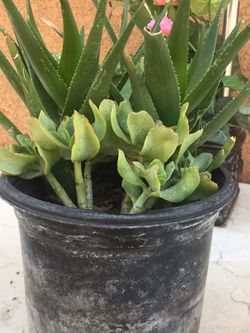 Succulent Plants In 2.5 Qt Container