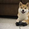 Fb el perro gamer