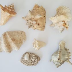 6 Seashells Home Nautical Decor Variety Sizes Conch