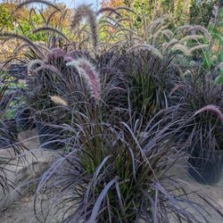 Fountain Grass