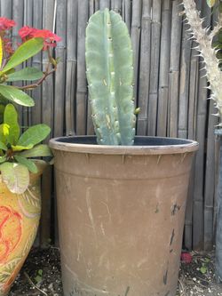 Cactus
