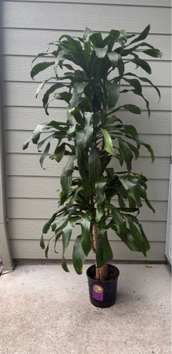 Large Dracaena Corn Plant in Pot