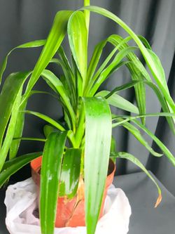2 plants