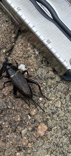 Black Field Crickets (food/feeding)