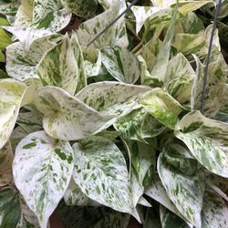 Snow Queens Potho Indoor Plant Chau Ba Trang 