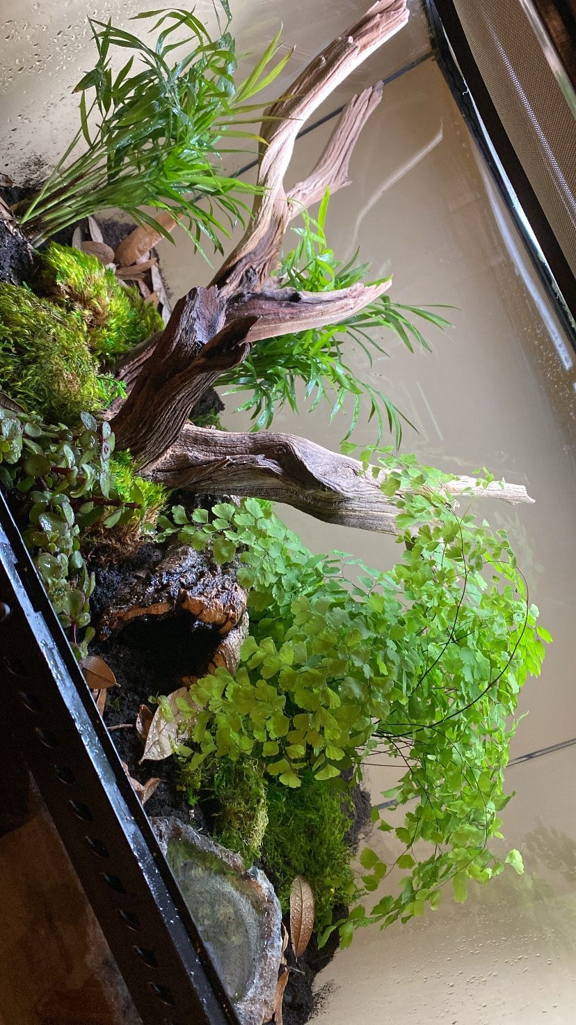 Reptile Enclosure