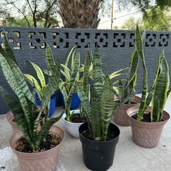 Snake Plants Houseplants Live Plants Home Decor Air Purifier Houseplants - 15 each 