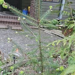 Fir Tree