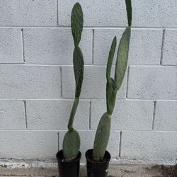 Very Healthy Organic 4 Ft Tall Opuntia Maxima Mill. Prickly Pear Cactus Plants $39 Each