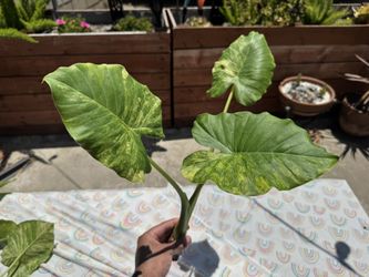 Alocasia Gageana Aurea Cutting