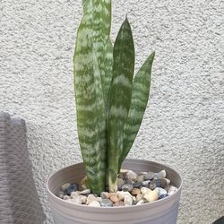 Snake Plant.