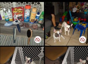 Dog ramp & dog play pen