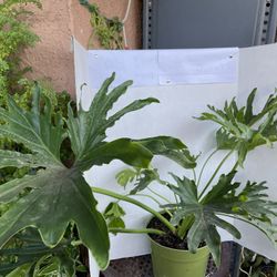 HERMOSAS PLANTAS NATURALES “PHILODENDRON PLANT 