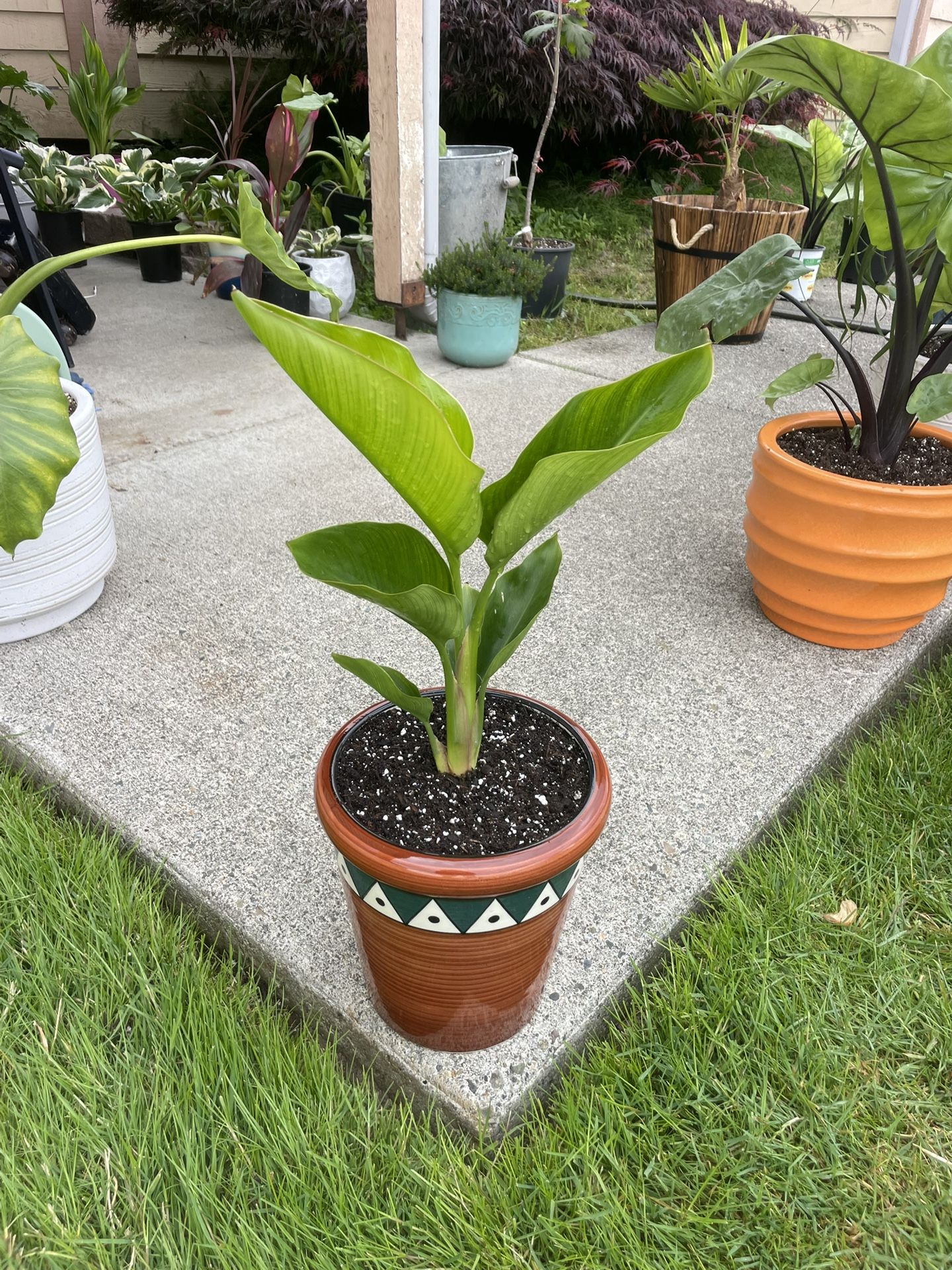 Beautiful Bird Of Paradise In Striking Ceramic Planter