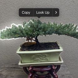 Bonsai Japanese Garden Junipers Flying Eagle $60 Each Many To Choose From