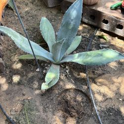 American Agave