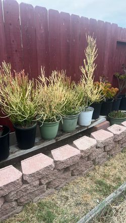 Succulent Firestick