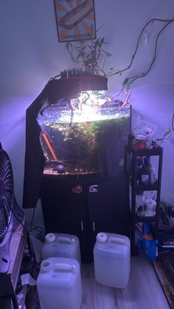36 gallon bowfront + stand, filter, light, co2 system, and all livestock