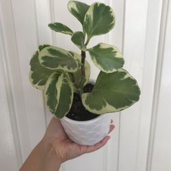 Beautiful Variegated Peperomia Plant In Pot