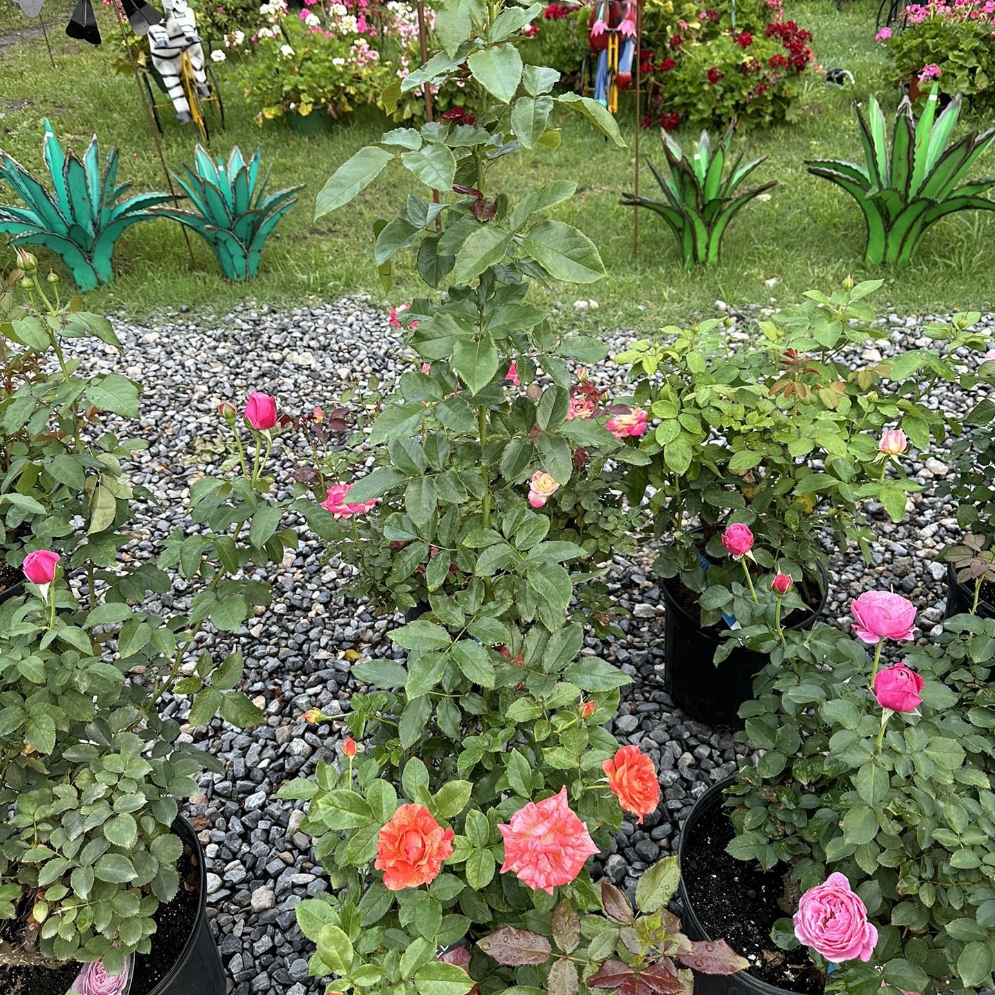 Roses, Rose Bushes, Rosales, Plants, Perennial Plants Available 