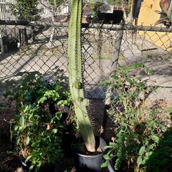 Peruvian Apple Cactus