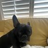 Annie