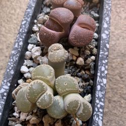 Lithops Succulents In Stone Pot