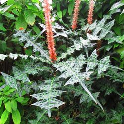 LIVE PLANT 3ft Acanthus montanus Mountain Thistle Alligator plant Bear's breach