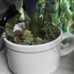 succulents In Large Coffee Mug White