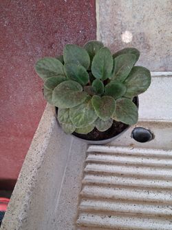 Planta De Violeta Morada Lila Disponible 