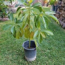 Avocado 🥑 Tree