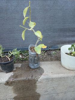 PLANTA DE UÑA DE GATO 🐱