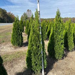Privacy Tree Sale FREE DELIVERY! Emerald Green & Green Giants 