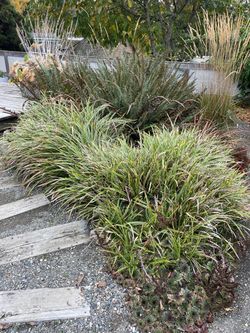 Plants