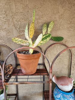 2 cactus & 1 succulent.  $10 each