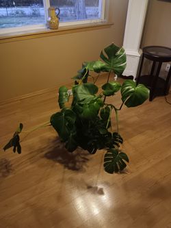 VERY NICE MONTESSORI PLANT FOR SALE
