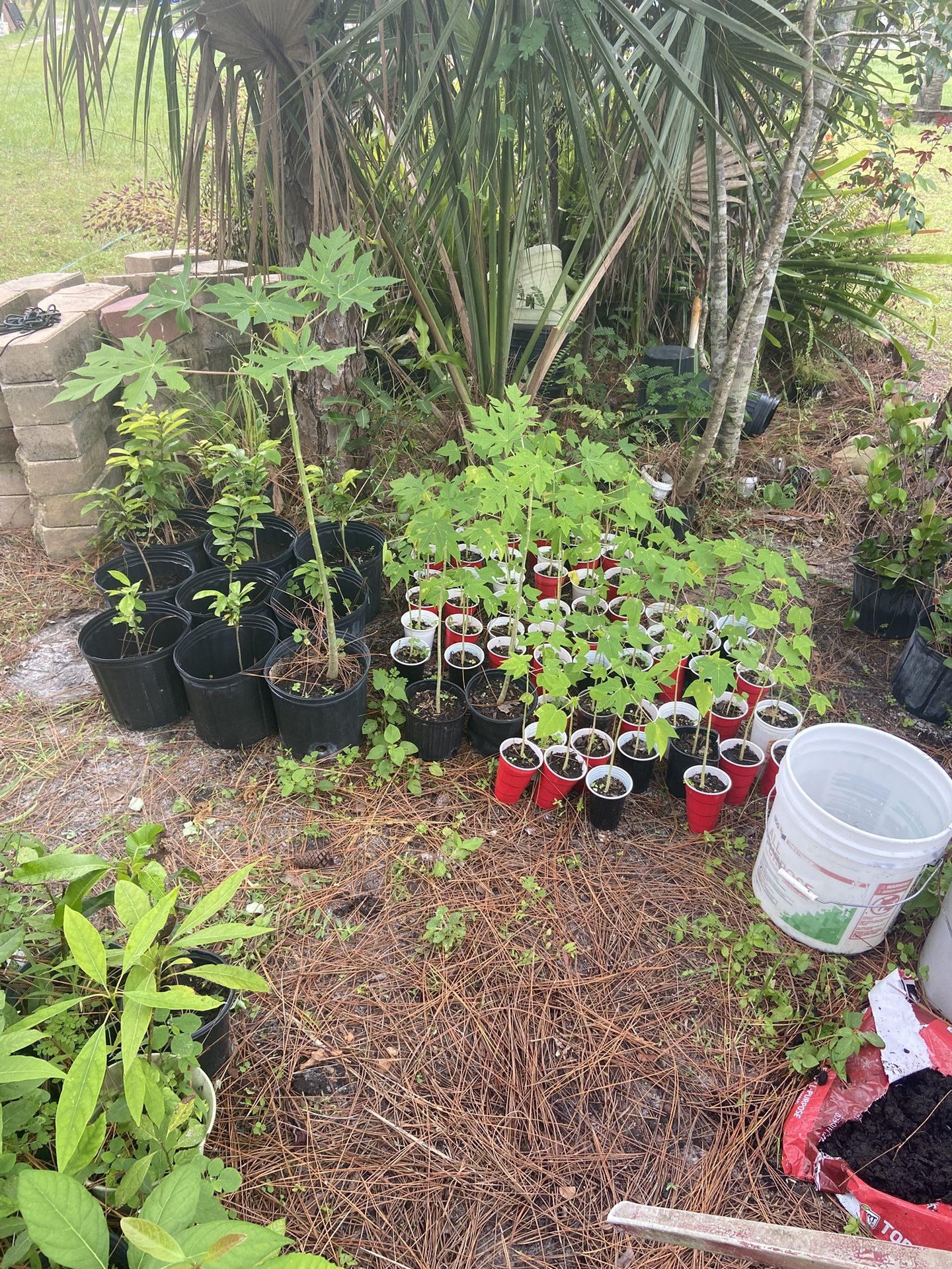 Papaya Plants