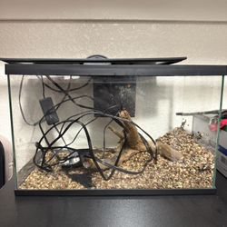 3 Gallon Aquarium