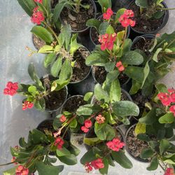 Crown Of Thorns 