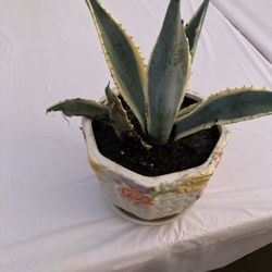 Agave Americana 