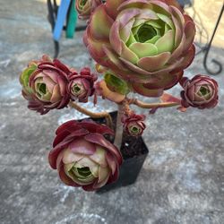 Aeonium Succulent Plant 6” Pot