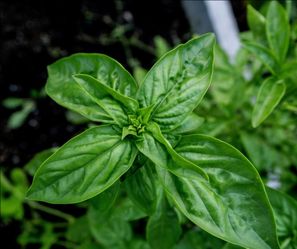 💯 Organic Well Rooted Basil Plant 6 inches pot
